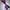 Purple Rain Open Toe Over Knee Boot - 8 INCH - New Style - Check description