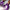 The Glitterati Xtra - OHOT Wide Fit Boot - ENIGMA PURPLE - 7INCH