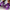 The Glitterati Xtra - OHOT Boot - ENIGMA PURPLE - 8INCH