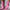 The Glitterati Xtra - OHOT Wide fit Boot - LOVERGIRL PINK - 7INCH