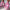 The Glitterati Xtra - OHOT Wide Fit Boot - LOVERGIRL PINK - 8INCH